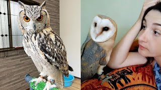 OWL BIRDS🦉 Funny Owls And Cute Owls Videos Compilation 2021 013  Funny Pets Life [upl. by Olegnad471]