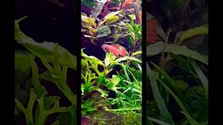 Nano fish tank feeding time ❤️❤️❤️nanotape آکواریوم shortsviral plantedtank [upl. by Giana]