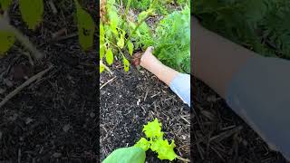 Harvest carrots kid love it homegrown snowpeas fresh carrot backyard garden vegetables ga [upl. by Rora]