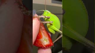 Giant hooded katydid eating strawberries 🍓 [upl. by Nazario659]