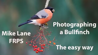 Photographing a Bullfinch the easy way [upl. by Jit]