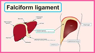 falciform ligament [upl. by Anavoj]