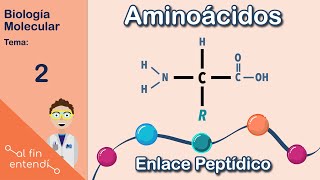 ¿Qué son y cómo se unen los aminoácidos Al fin entendí Biología Molecular [upl. by Adnilre]