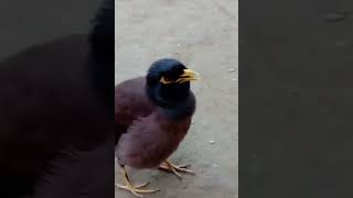 Myna talking talented bird birds parrorts funny myna [upl. by Leahcimdivad994]