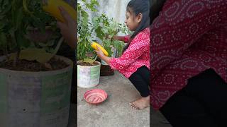 Process of How to Store Brinjal Seeds 🍆🍆 shorts garden vegetables gardening [upl. by Wentworth826]