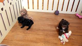 Toy Poodle Puppies For Sale [upl. by Asirrom]