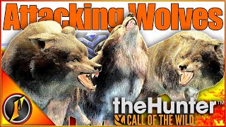 Hunting or BEING Hunted  Aggressive Wolves AT NIGHT in theHunter Call of the Wild [upl. by Claudette395]