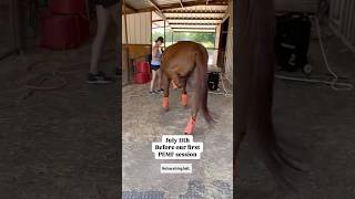 SMOOTHIE UPDATE Now and before with our stringhalt case horses pemf horsecare [upl. by Vasti]