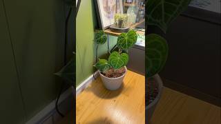 Plant Repot plants houseplants repotting anthurium [upl. by Dracir]