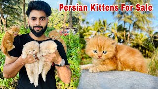 Persian Cats For Sale  Triple Coat persian kittens  persian cat  persian cat price in india [upl. by Eugine]