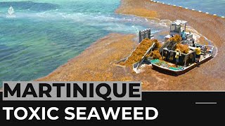 Sargassum crisis Fishermen in Martinique develop solutions [upl. by Hobart]