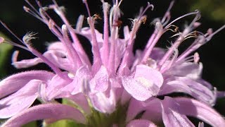 Bee Balm Monarda  Smells Like Oranges Tastes Like Oregano [upl. by Avid]