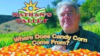 Where Does CANDY CORN Come From  Nathans Valley f Jim OHeir [upl. by Aynekat137]