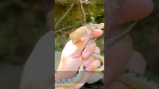 I caught 2 snakes snake reptiles nature wildlife animals herping [upl. by Anilok]