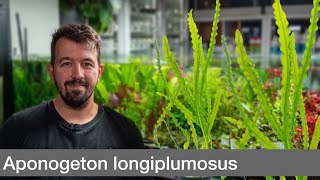 Aponogeton longiplumulosus  Liquid Nature Pflanzenvorstellung [upl. by Arym]