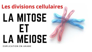 الإنقسام الإختزالي و الإنقسام غير المباشر  La mitose et la méiose Les divisions cellulaires [upl. by Freddie496]