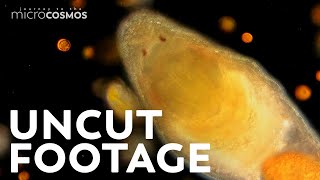 An Hour of Our Uncut Microscopic Footage [upl. by Elahcim]