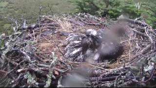 ©GLASLYN OSPREY PROJECT 230617 MRS GS DEDICATION [upl. by Zitella595]