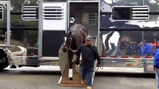 Zenyatta arrives at Oaklawn Park [upl. by Tnomed]