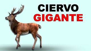 🦌 Alce El GIGANTE de los CIERVOS  Animales Salvajes [upl. by Aitekram]