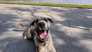 Egmont  Norwegian Elkhound Mix  DTSP [upl. by Lacie]