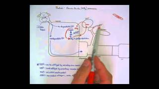 Wickersham Part 3 Protein [upl. by Stephens]