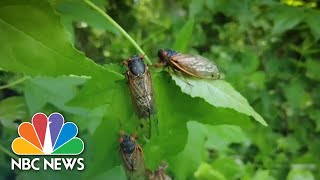 Cicada Numbers Peak In Washington DC [upl. by Eirolam]