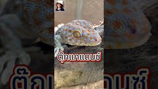 shorts ตุ๊กแกแดนซ์ เพลงตุ๊กแกมันส์ๆ ตุ๊กแก gecko geckosound geckos เสียงตุ๊กแก เพลงตุ๊กแก [upl. by Leff]