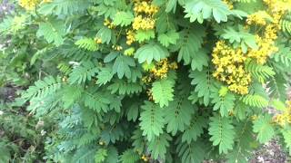 Wild Senna Plant Profile [upl. by Atkins]