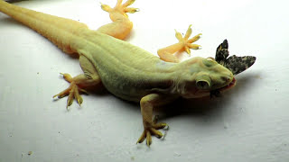 Lizard eating Butterfly Close Up Zoom Video  House Gecko Chipkali [upl. by Giusto100]