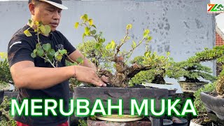 PART 3 AKTIFITAS PAGI PRUNING WARU [upl. by Jennine493]