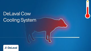 Optimize Cow Comfort with DeLaval Cow Cooling System  Dairy Farming Solutions muu [upl. by Ennayar510]