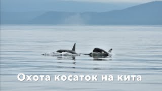 Охота косаток на кита Шантарские острова Killer whales hunt Shantar Islands Sea of Okhotsk [upl. by Crysta592]