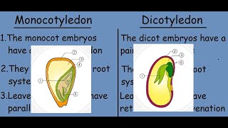 Monocotyledon vs Dicotyledon Fast differences and comparison [upl. by Newbill243]