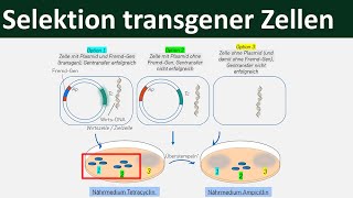 Selektion transgener Zellen  Ampicillin Tetracyclin Gentechnik 57 [upl. by Julianna]