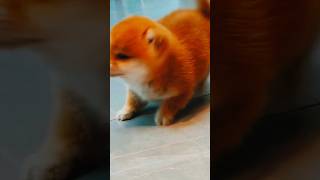 Cute Puppy Dogs shorts doglover dog puppy funny viral youtubeshorts shortsfeed trending [upl. by Winnie]