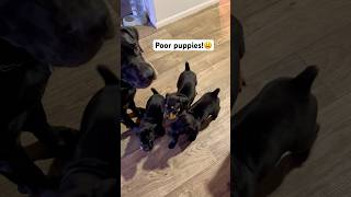 Aww… Cranky Puppies😩🫤😆 puppies hungry cute funny canecorso puppy [upl. by Netta]