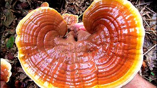 Ganoderma lucidum  HRASTOVA SJAJNICA [upl. by Kinghorn]