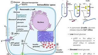 The Mechanism of Insulin Release by Pancreatic βcells [upl. by Primaveria605]