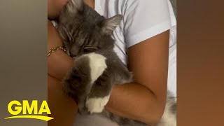 Woman documents the ‘soulmate’ relationship she has with her cat l GMA [upl. by Itch]