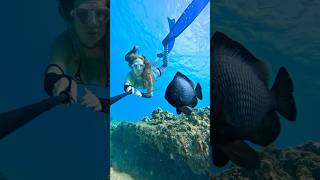 My new favorite grumpy little fish ☺️ damselfish underwater ocean freediver freediving [upl. by Cecilia]