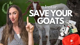 How to Save Your Goat Emergency Goat First Aid [upl. by Rozanna915]