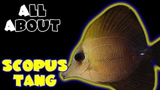 All About The Scopus Tang [upl. by Keverne165]