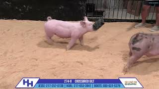 2748 CROSSBRED GILT  Heimer Hampshires Sept 23 2024 Sale [upl. by Marquardt]