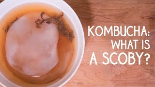 Kombucha What is a SCOBY [upl. by Ylimme779]