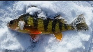 Ice Fishing New Jersey for Perch Tacos [upl. by Mehcanem]