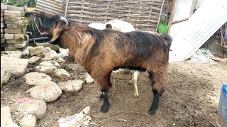 goat breadinggoat farming [upl. by Meehan]