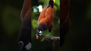 Facts About Montezuma Oropendola  Exotic Bird  Amazing Bird  Beautiful Bird  Wild Moments  Wild [upl. by Iarahs503]