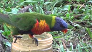 Parrot pecking order  Rainbow Lorikeets [upl. by Durware863]