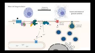 GPCR IP3 DAG pathway [upl. by Htidra]